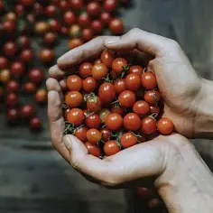 Ile kcal ma pomidor koktajlowy? Poznaj wartość odżywczą!